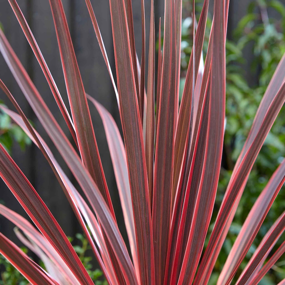 image 1 of Marshalls Garden Cordyline 'Charlie Boy' - 3 x 9cm Potted Plants