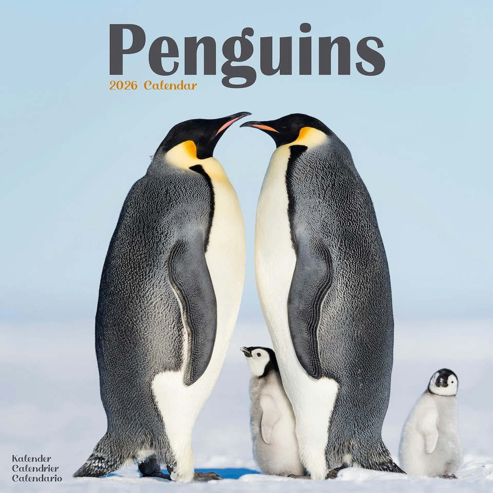 image 1 of Penguins 2026 Calendar | Square Wall Calendar | Animal Gift | Plastic Free Packaging | by Avonside Publishing