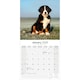 image 3 of Bernese Mountain Dog 2026 Calendar | Square Wall Calendar | Dog Breed Gift | Plastic Free Packaging | by Avonside Publishing