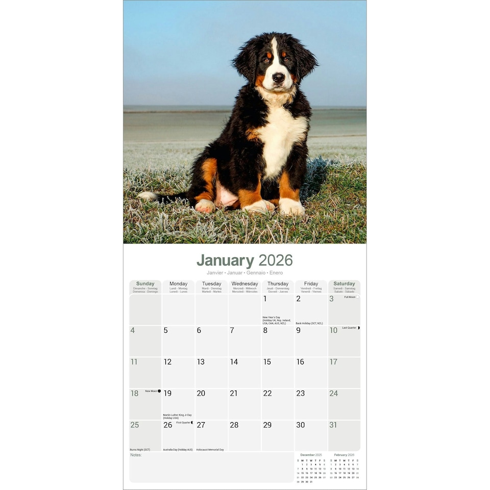 image 1 of Bernese Mountain Dog 2026 Calendar | Square Wall Calendar | Dog Breed Gift | Plastic Free Packaging | by Avonside Publishing