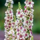 image 2 of Marshalls Garden Unwins Verbascum 'Snowy Spires' Seeds, 30 Seeds