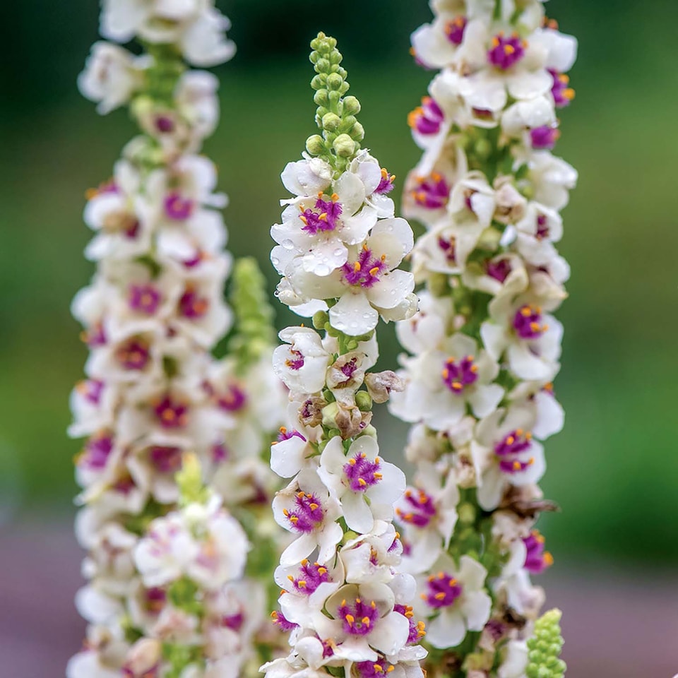 image 1 of Marshalls Garden Unwins Verbascum 'Snowy Spires' Seeds, 30 Seeds
