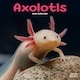 image 1 of Axolotls 2026 Calendar | Square Wall Calendar | Animal Gift | Plastic Free Packaging | by Avonside Publishing