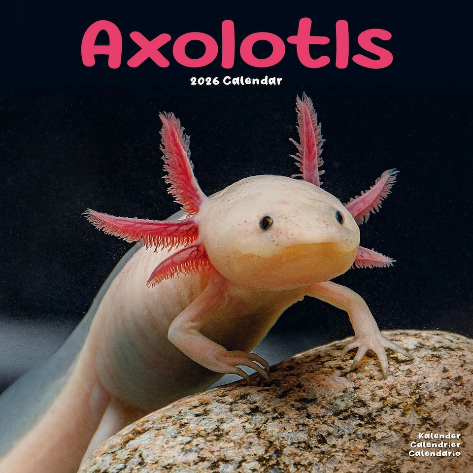 image 1 of Axolotls 2026 Calendar | Square Wall Calendar | Animal Gift | Plastic Free Packaging | by Avonside Publishing