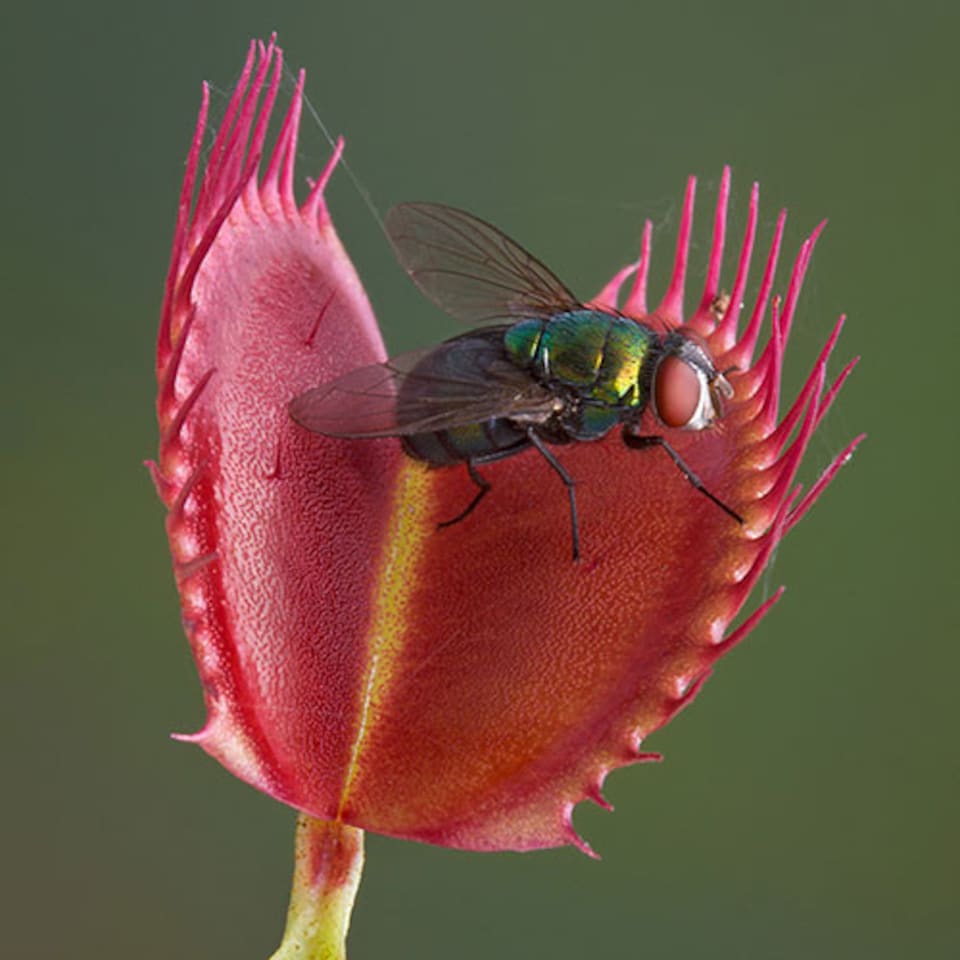 image 1 of Venus Fly Trap Plant 'Dionaea muscipula' Jumbo Plant in 12cm Pot - Easy to Care Exotic Plants for Home & Office - Carnivorous Indoor plant