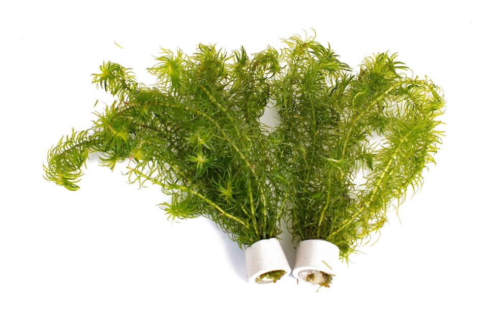 image 1 of Brazilian Waterweed (Egeria densa) - Live Aquarium Plant for Background Planting, No CO2 Needed - Fish Tank Plant