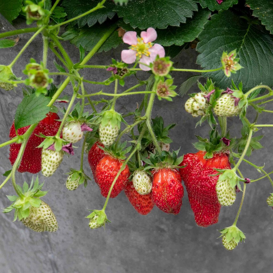 image 1 of Marshalls Garden Strawberry 'Summer Breeze Cherry' - 3 plug plants | Red | Rose-pink