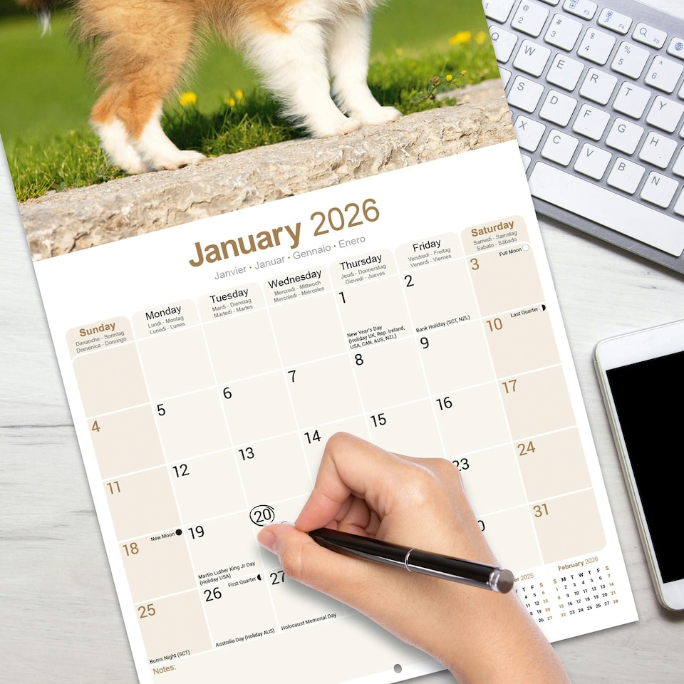 image 1 of Shetland Sheepdog 2026 Calendar | Square Wall Calendar | Dog Breed Gift | Plastic Free Packaging | by Avonside Publishing