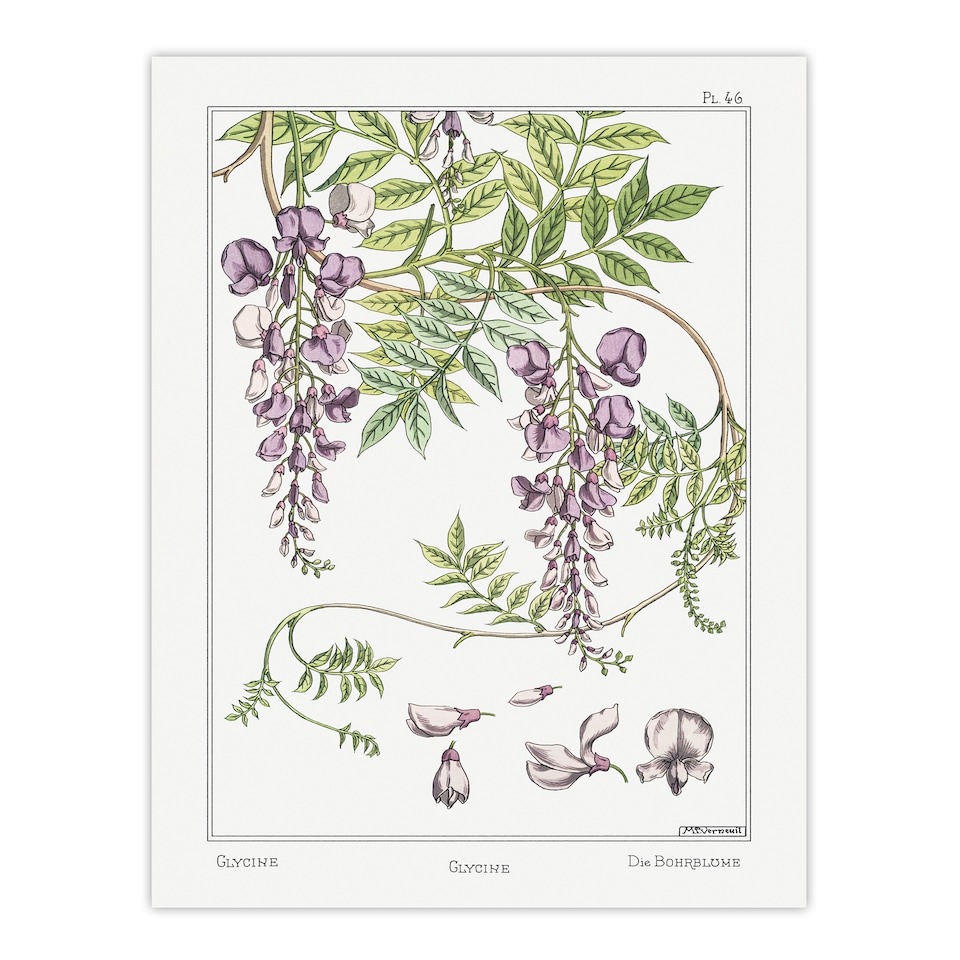 image 1 of Maurice Pillard Verneuil Framed Wall Art Print Wisteria Flower Home Décor