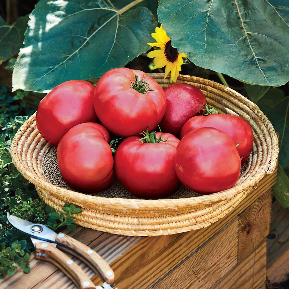 image 1 of Marshalls Garden Tomato Seeds 'Rose Crush' 10 Seeds