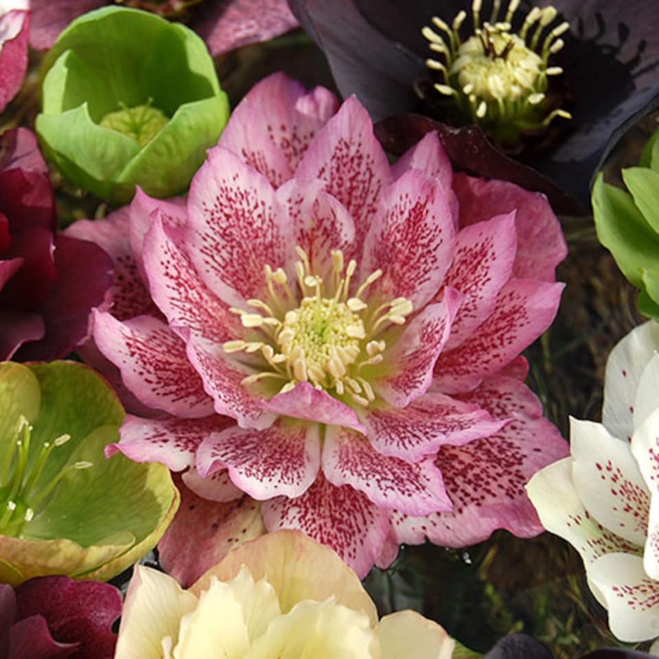 image 1 of YouGarden Hellebore 'Double Queen', Set of 6 Mixed Plug Plants, Winter and Spring Flowering, Ready to Pot or Plant Out