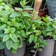 image 7 of Marshalls Garden Mint 'Garden' Hardy Fragrant Herb Plant | Green | Green | 1L Plant