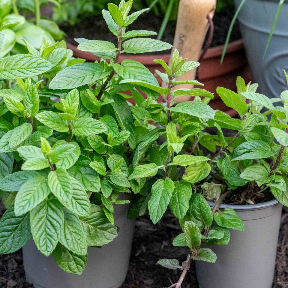 image 1 of Marshalls Garden Mint 'Garden' Hardy Fragrant Herb Plant | Green | Green | 1L Plant