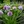 Green and Purple