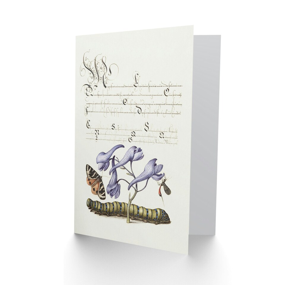 image 1 of Model Book of Calligraphy Art Card Butterfly Caterpillar and Flower