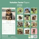 image 2 of Yorkshire Terrier Puppies 2026 Calendar | Square Wall Calendar | Dog Breed Gift | Plastic Free Packaging | by Avonside Publishing