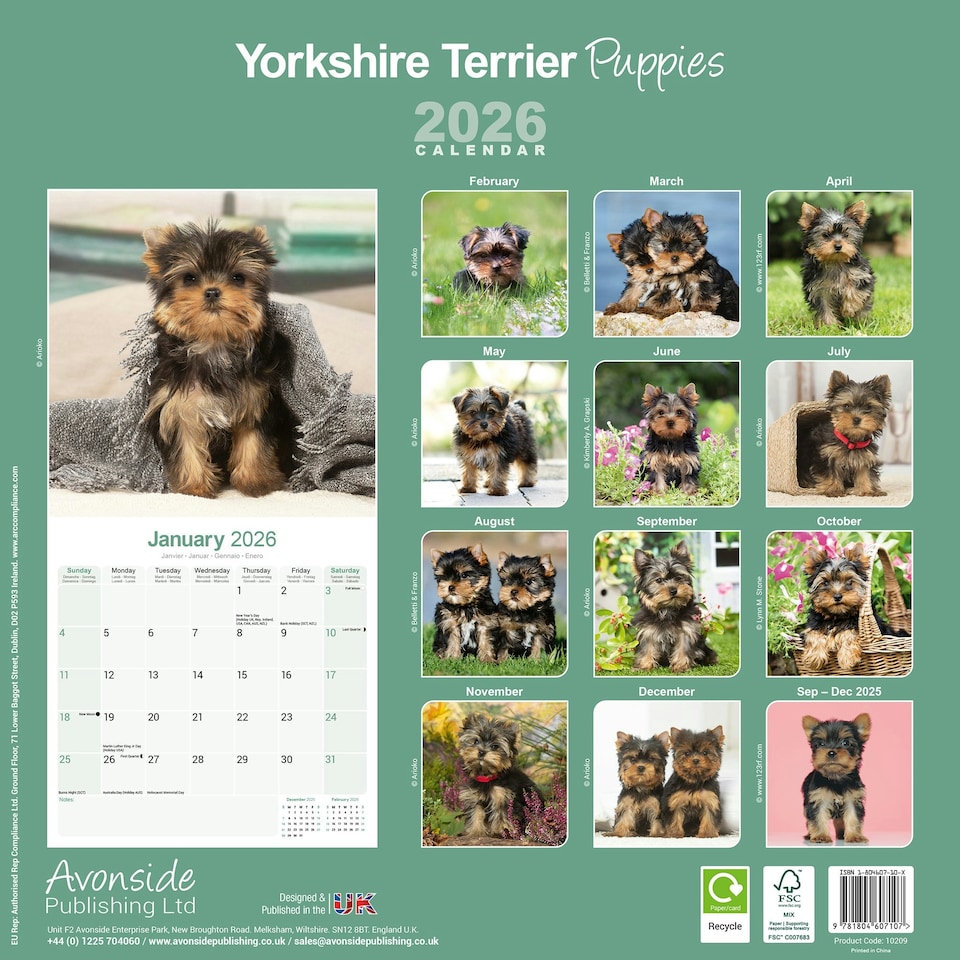image 1 of Yorkshire Terrier Puppies 2026 Calendar | Square Wall Calendar | Dog Breed Gift | Plastic Free Packaging | by Avonside Publishing