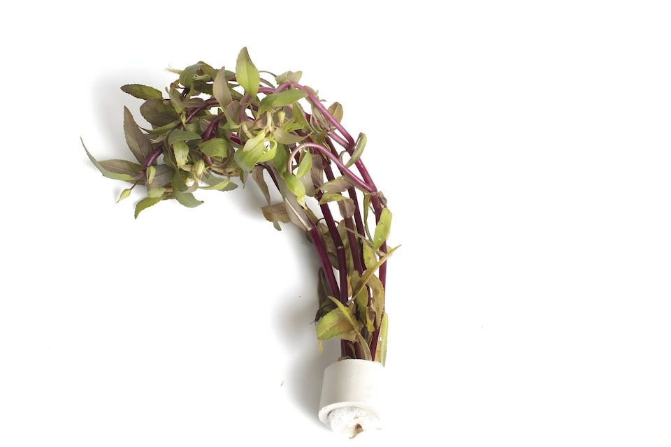 image 1 of Rice Paddy Herb (Limnophila aromatica) - Live Aquarium Plant for Midground Planting, Low Light - Fish Tank Plant
