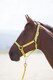 image 5 of Shires Topaz Nylon Headcollar | Red | Pony