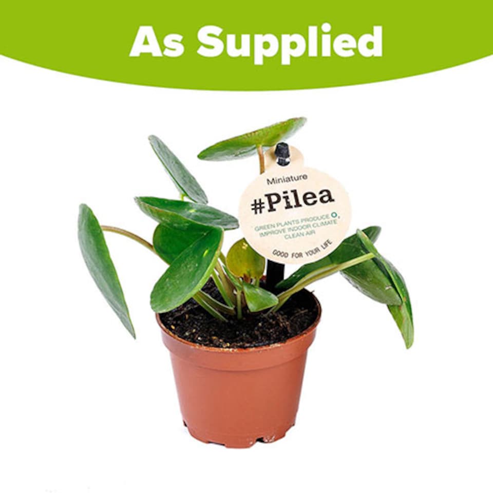 image 1 of YouGarden Chinese Money Plant, Pilea peperomioides Houseplant, Rounded Leaves, Indoor Plant in 6cm Pot, For Home, Office or Living