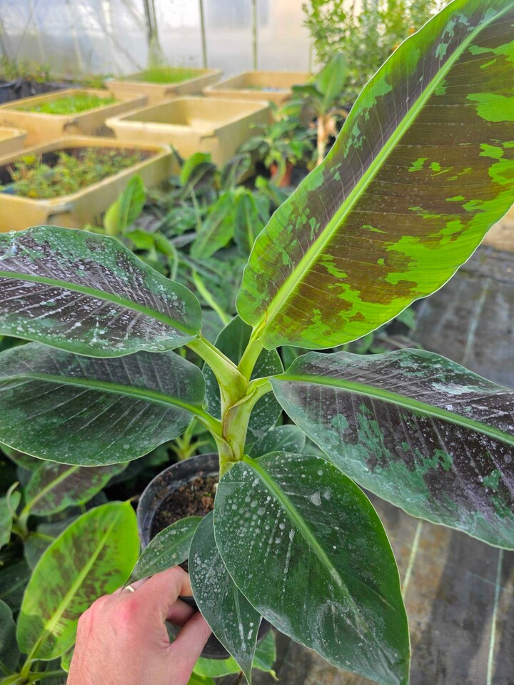 image 1 of Musa 'Tropicana' Banana Plant - Compact Tropical Ornamental