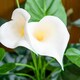image 9 of HOMCOM Artificial Set of 2 Calla Lily Flower Faux Plant for Indoor Décor