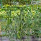 image 7 of Marshalls Garden Pea Seeds Onward | Green | Green | Seeds