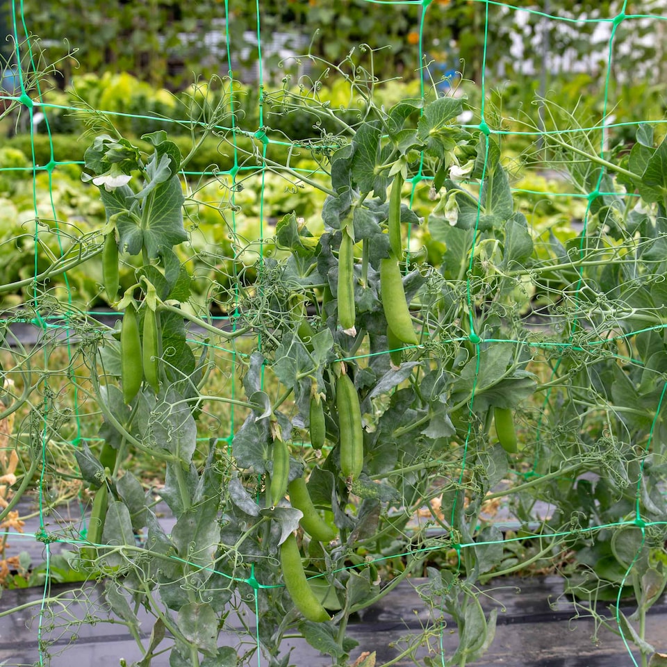 image 1 of Marshalls Garden Pea Seeds Onward | Green | Green | Seeds