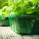 image 4 of Gro-Sure Visiroot Seed Trays 4 Pack Transparent RPET Propagation Trays