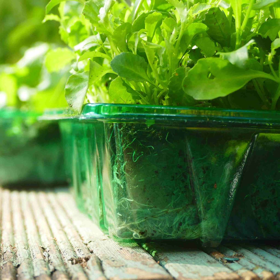 image 1 of Gro-Sure Visiroot Seed Trays 4 Pack Transparent RPET Propagation Trays