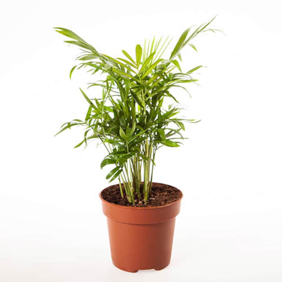 image 1 of Chamaedorea elegans 'Parlour Palm' in a 12cm pot - Indoor Plants for Homes - Potted House Plants for Air Purifying