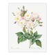 image 3 of Redoute Framed Wall Art Noisette Rose Vintage Floral Illustration Home Décor