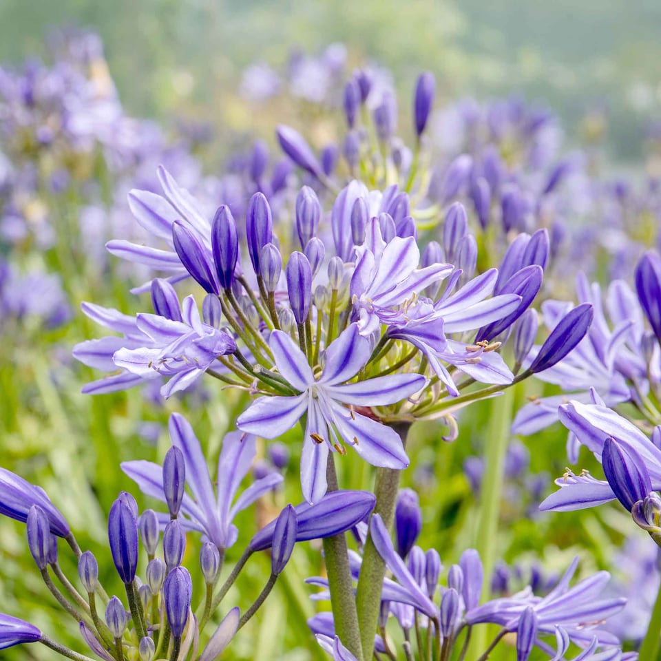 image 1 of Marshalls Garden Agapanthus 'Charlotte' Compact Blue Perennial 2 litre