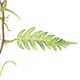 image 3 of Artificial Hanging Trailing Plant Fern Plant