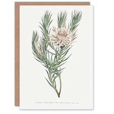 Francis Sansom Dagger Leaf Sugarbush Flower Bloom Art Greeting Card