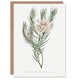 image 1 of Francis Sansom Dagger Leaf Sugarbush Flower Bloom Art Greeting Card