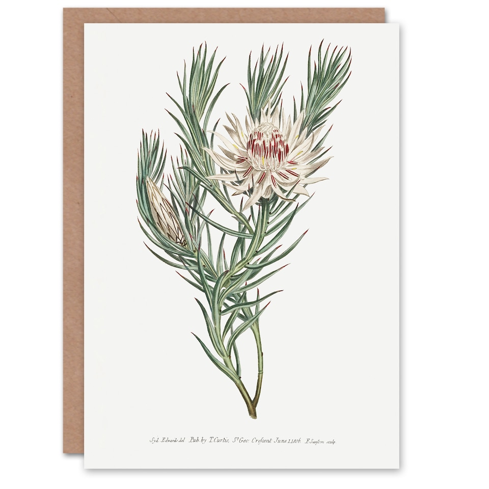 image 1 of Francis Sansom Dagger Leaf Sugarbush Flower Bloom Art Greeting Card
