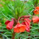 image 2 of Oenothera Sunset Boulevard Perennial Flowers Tangerine to Crimson Blooms 1x 1L Potted Plant