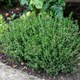 image 4 of Marshalls Garden Thyme (Thymus vulgaris) Fragrant Culinary & Groundcover Herb | Multi | Purple | 3 x 9cm Plants