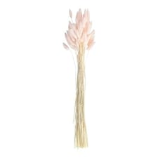 Baby Pink Bunny Tail Grass - Pack of 20