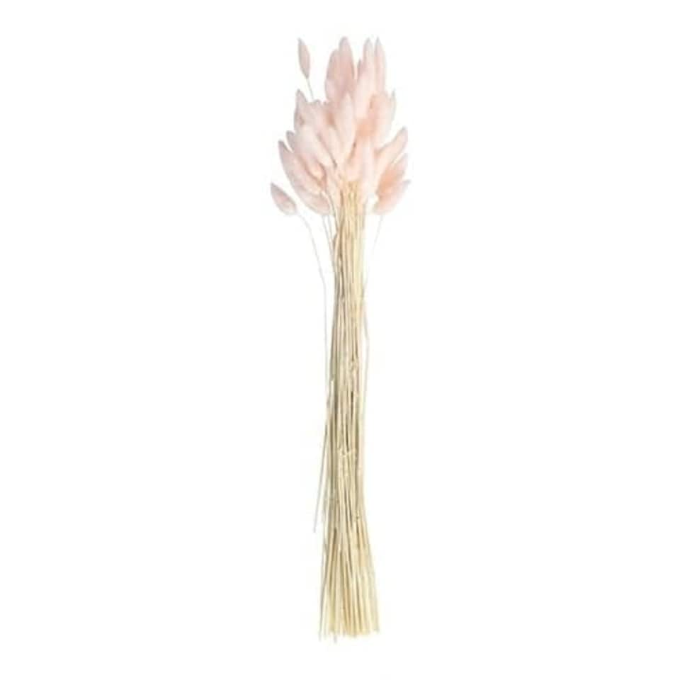 image 1 of Baby Pink Bunny Tail Grass - Pack of 20