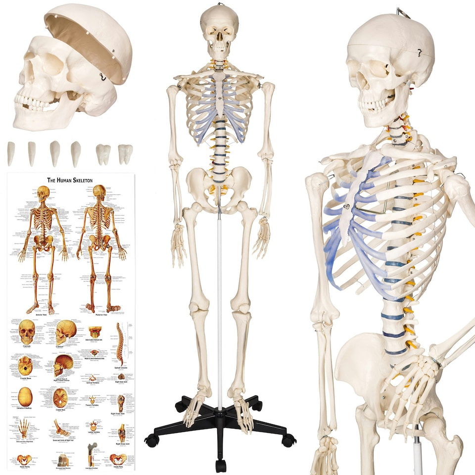 image 1 of Skeleton - life-sized human skeletal system, with mobile stand, anatomy poster