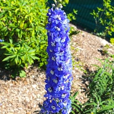 Gardening Supplies
