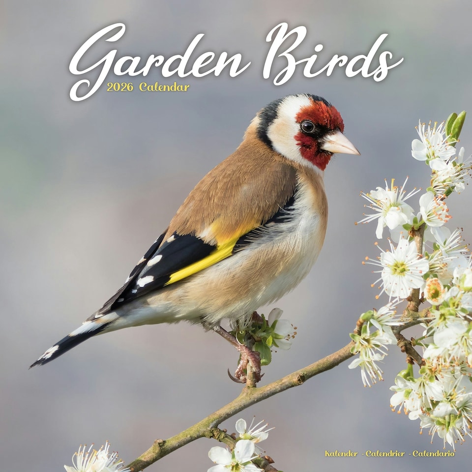 image 1 of Garden Birds 2026 Calendar | Square Wall Calendar | Bird Gift | Plastic Free Packaging | by Avonside Publishing
