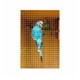 image 1 of Ambassador Cage & Aviary Welded Panel - Silver - 1.3 x 2.5cm