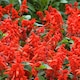 image 2 of Salvia Splendens Blaze of Fire Red Summer Bedding Plant for Beds Borders Containers - Easy Grow Garden Flower Long-Lasting Colour