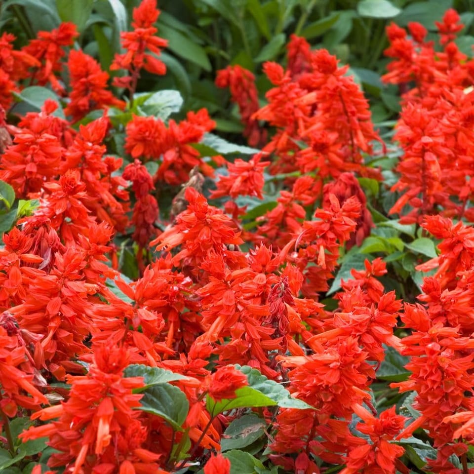 image 1 of Salvia Splendens Blaze of Fire Red Summer Bedding Plant for Beds Borders Containers - Easy Grow Garden Flower Long-Lasting Colour