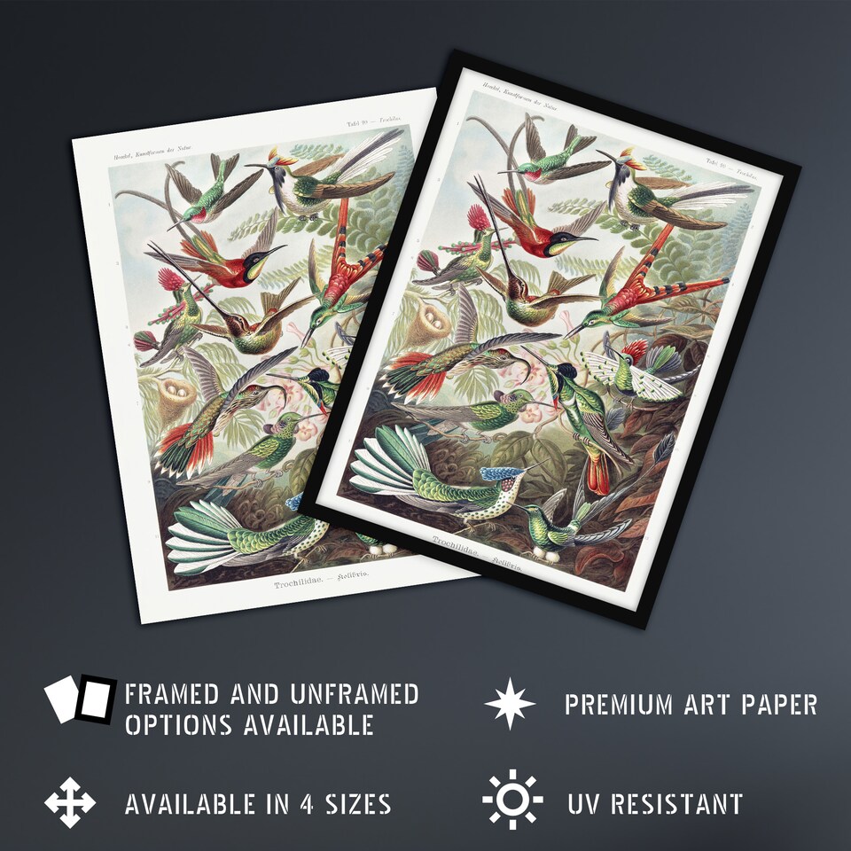 image 1 of Kolibri Birds Hummingbird Species Haeckel Framed Wall Art Print 12X16"