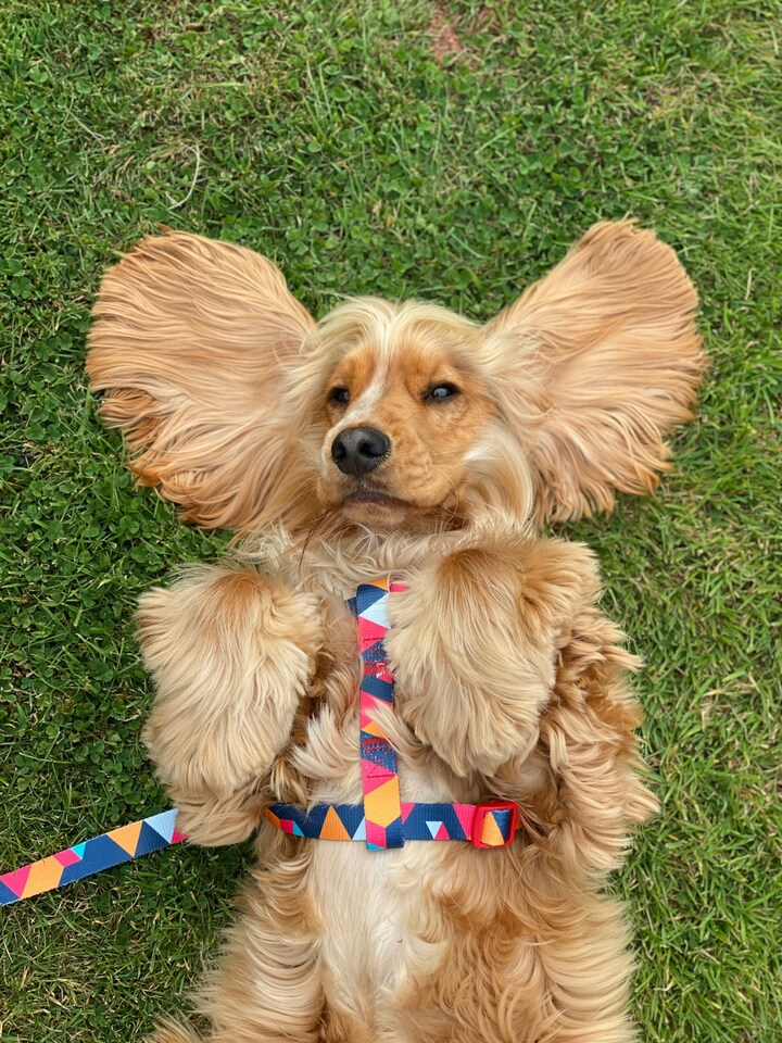 image 1 of Geometric Harness - Harness - Small