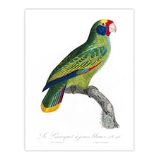 Red And Blue Amazon Parrot Levaillant Huge Wall Art Print 18X24 In